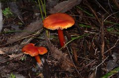 Hygrocybe xanthopoda