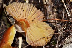 Hygrocybe xanthopoda