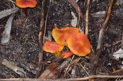 Hygrocybe xanthopoda