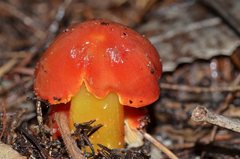 Hygrocybe xanthopoda