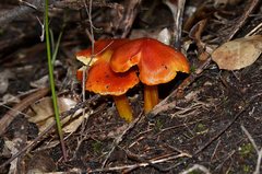 Hygrocybe xanthopoda