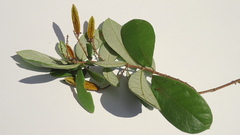 Trigonia nivea pubescens