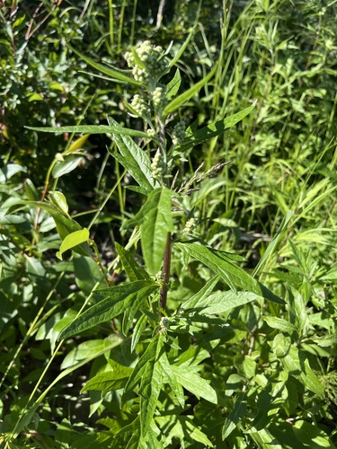 Artemisia unalaskensis iNat (3)