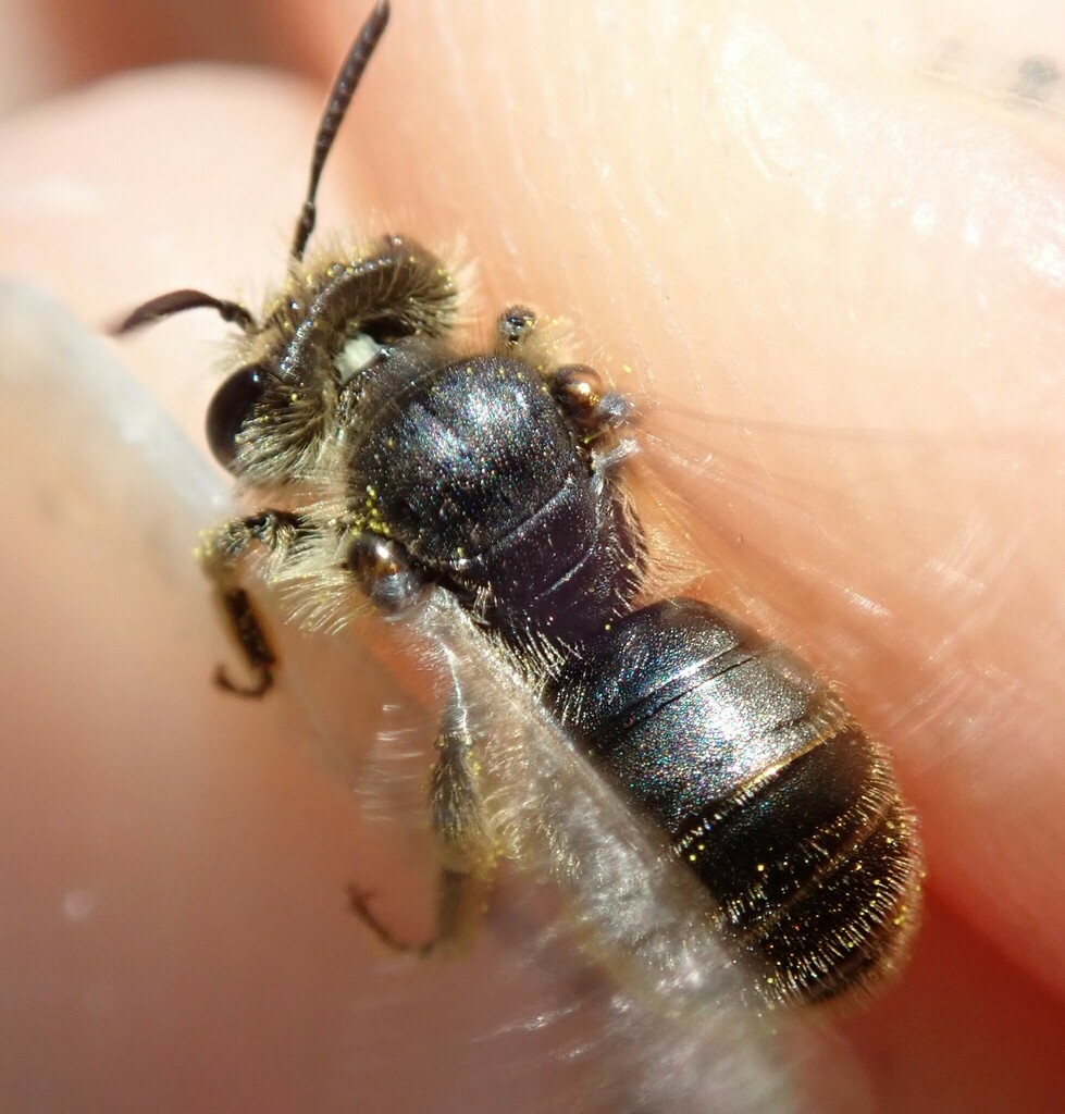 Andrena cinerea