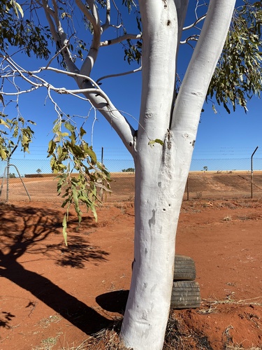 Ghost Gum
