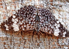 Hamadryas amphinome mazai