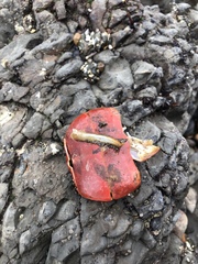 Panulirus interruptus