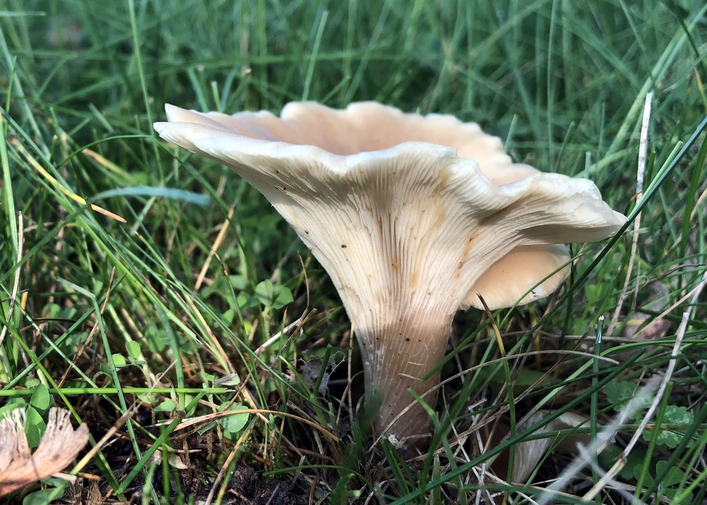 Shoehorn Oyster from Monroe County, IN, USA on May 23, 2019 at 0637 PM