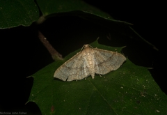 Addaea subtessellata