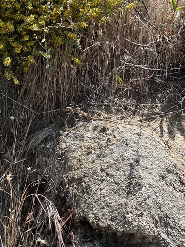iNaturalist observation photo of Western Whiptail