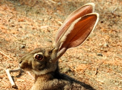 Lepus alleni