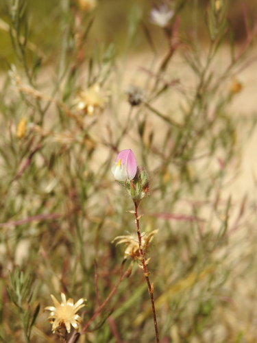 Image of Ononis baetica by (c) Duarte Frade, some rights reserved (CC BY)
