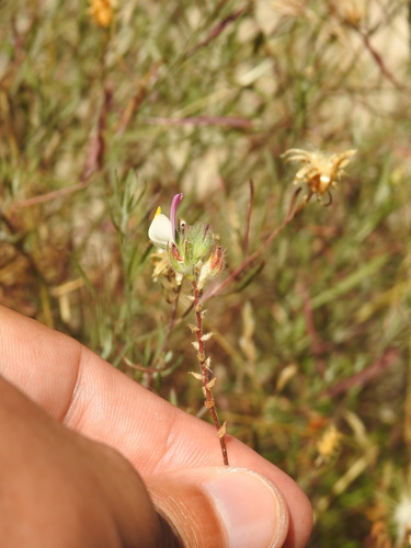 Image of Ononis baetica by (c) Duarte Frade, some rights reserved (CC BY)