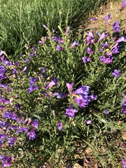 Penstemon heterophyllus
