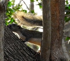 Sciurus colliaei