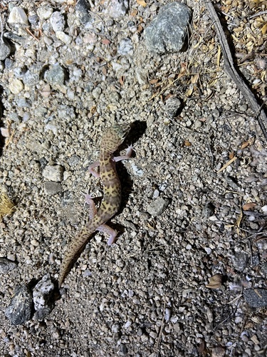 iNaturalist observation photo of Western Banded Gecko