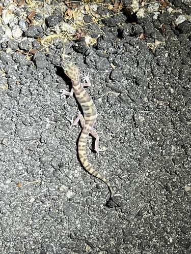 iNaturalist observation photo of Western Banded Gecko