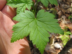 Ribes glandulosum