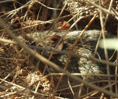 Sigmodon arizonae