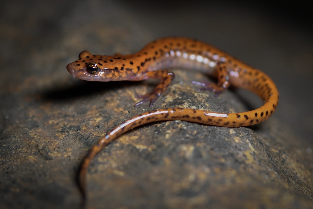 Cave Salamander