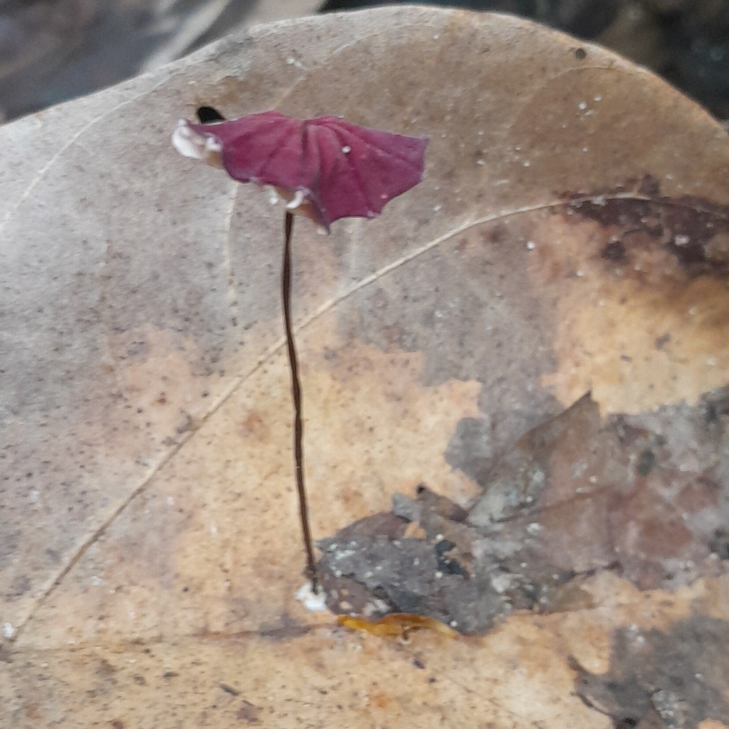 Marasmius haematocephalus · June 2024 · photo: © elkinjmf (iNaturalist, cc-by)