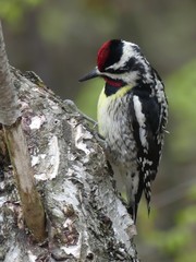 Sphyrapicus varius