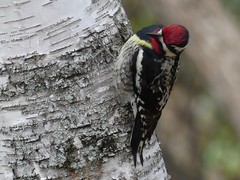 Sphyrapicus varius