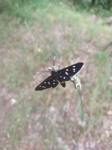 Photo of Nine-spotted Moth (Amata phegea)