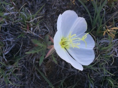 Oenothera albicaulis