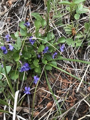 Viola nephrophylla