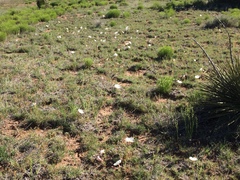 Oenothera albicaulis