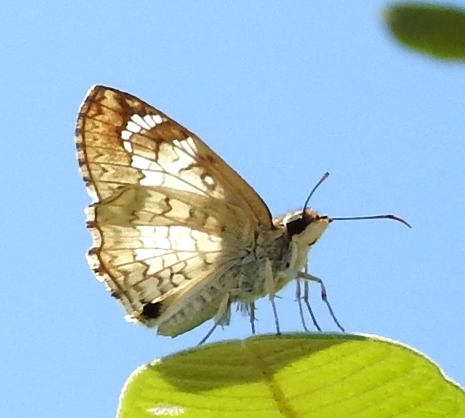 White Spurwing