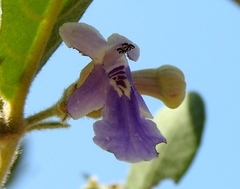 Vitex mollis