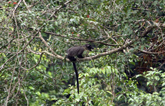 Arctogalidia trivirgata