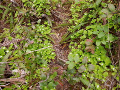 Cornus unalaschkensis