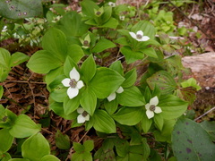 Cornus unalaschkensis