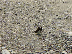 Marpesia zerynthia