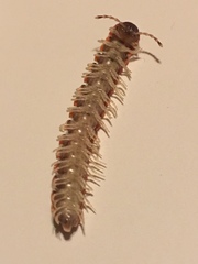 Euryurus leachii