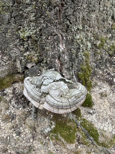 Ganoderma applanatum