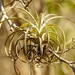 Tillandsia exserta - Photo (c) Francisco Farriols Sarabia, some rights reserved (CC BY), uploaded by Francisco Farriols Sarabia