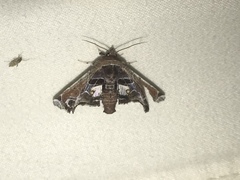 Eutelia pulcherrimus