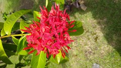 Ixora casei