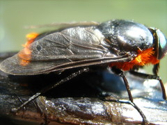 Osca lata