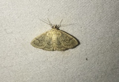 Crocidophora serratissimalis