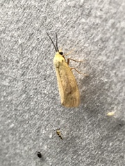 Virbia opella
