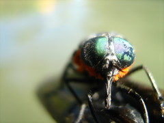 Osca lata