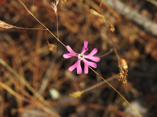 Image of Silene scabriflora by (c) Duarte Frade, some rights reserved (CC BY)