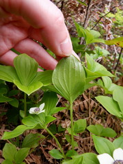 Cornus unalaschkensis