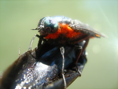 Osca lata