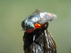 Osca lata